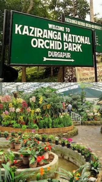 Orchid in Assam