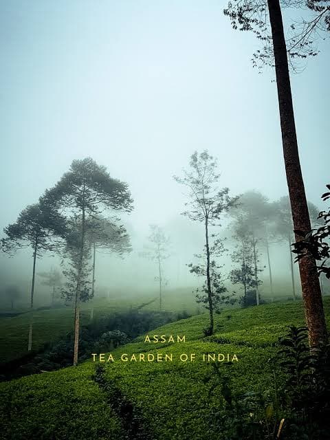 Assam tea
