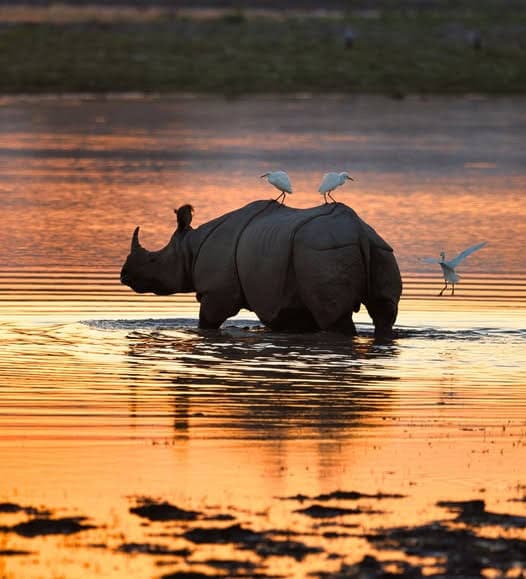 Wild rhinoceros in Kaziranga National Park